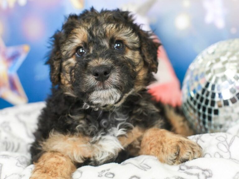Mini Australian Labradoodle