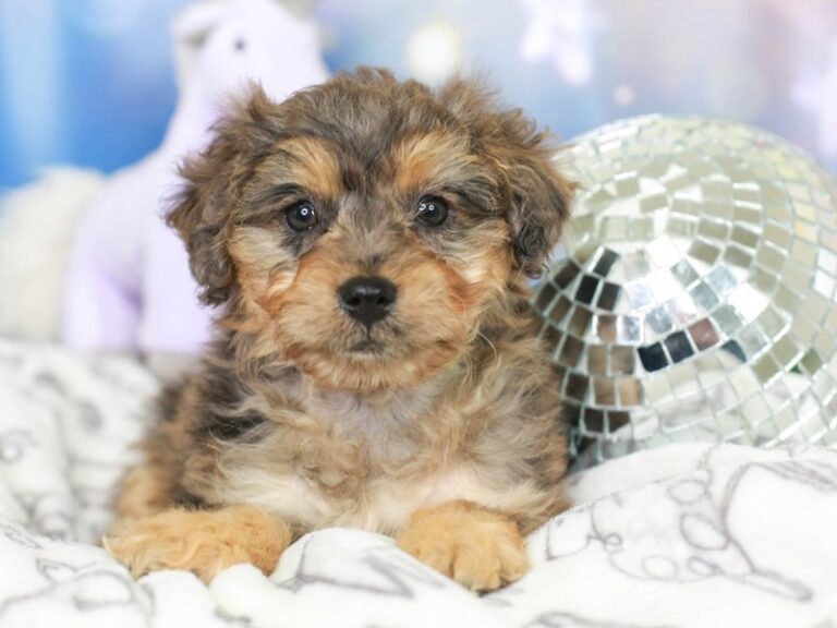 Mini Australian Labradoodle