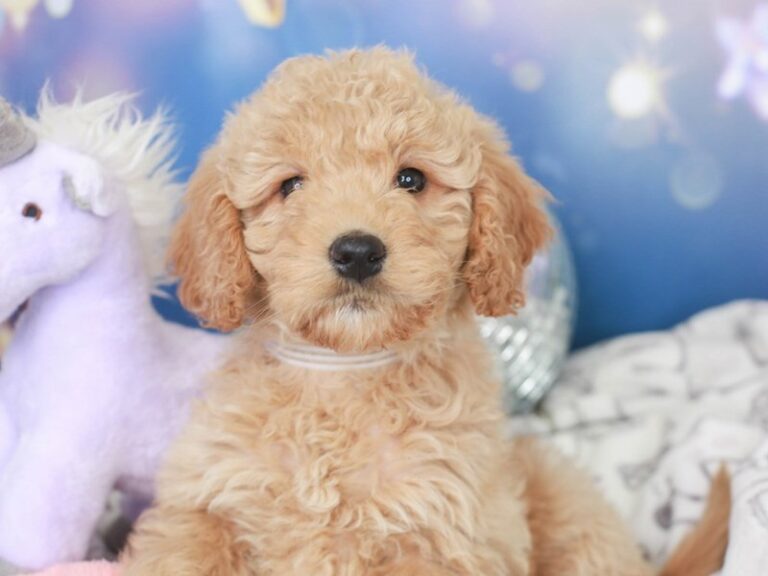 Mini Goldendoodle