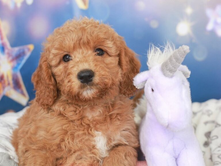 Mini Goldendoodle