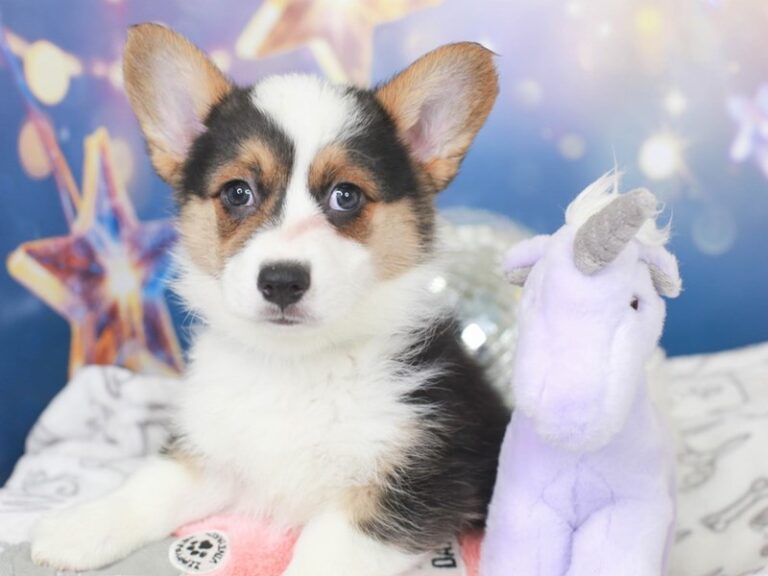 Cardigan Welsh Corgi