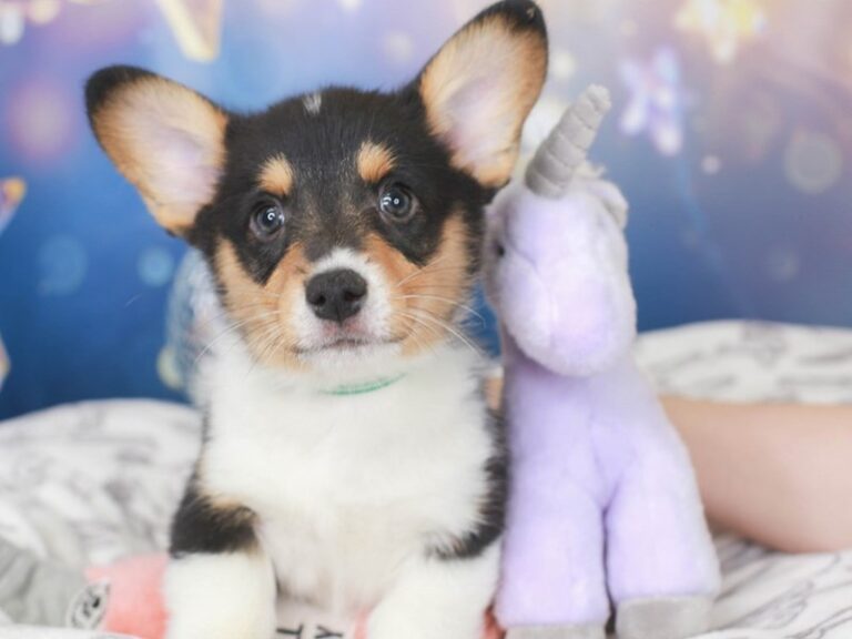 Pembroke Welsh Corgi