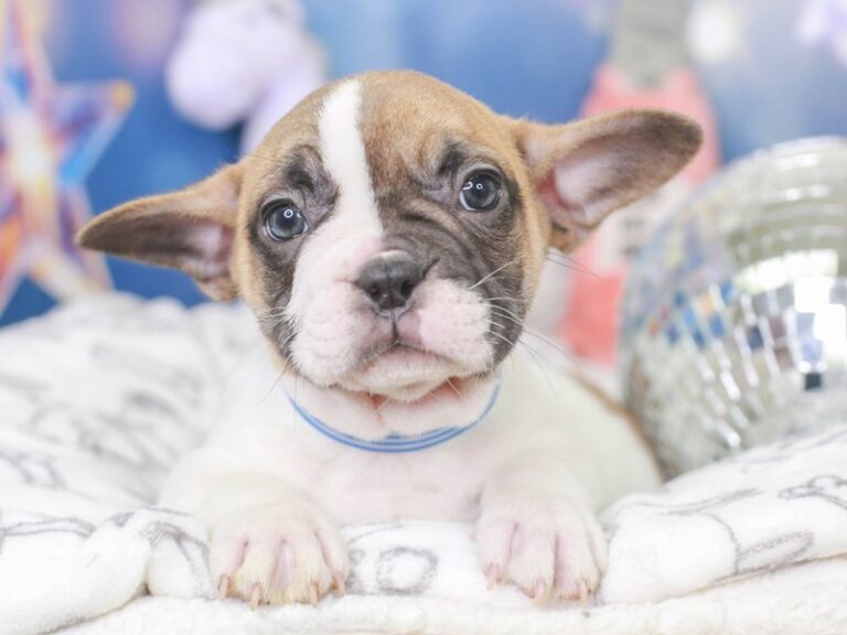 French Bulldog