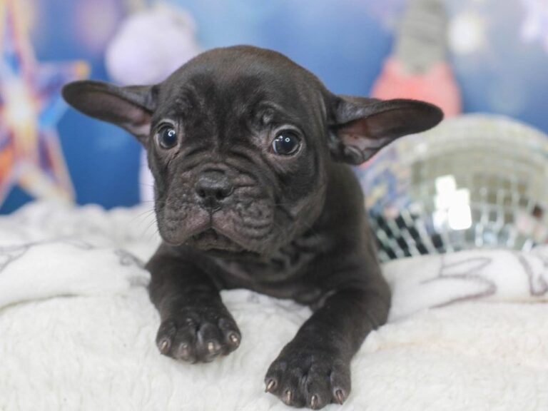 French Bulldog