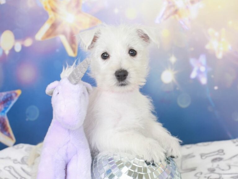 West Highland Terrier