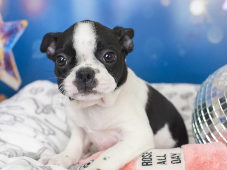 Boston Terrier