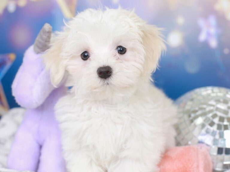 Coton De Tulear