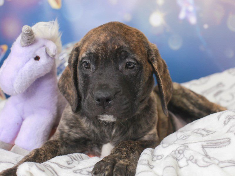 English Mastiff-Female-BRINDLE-3444985-Animal Kingdom | Puppies N Love