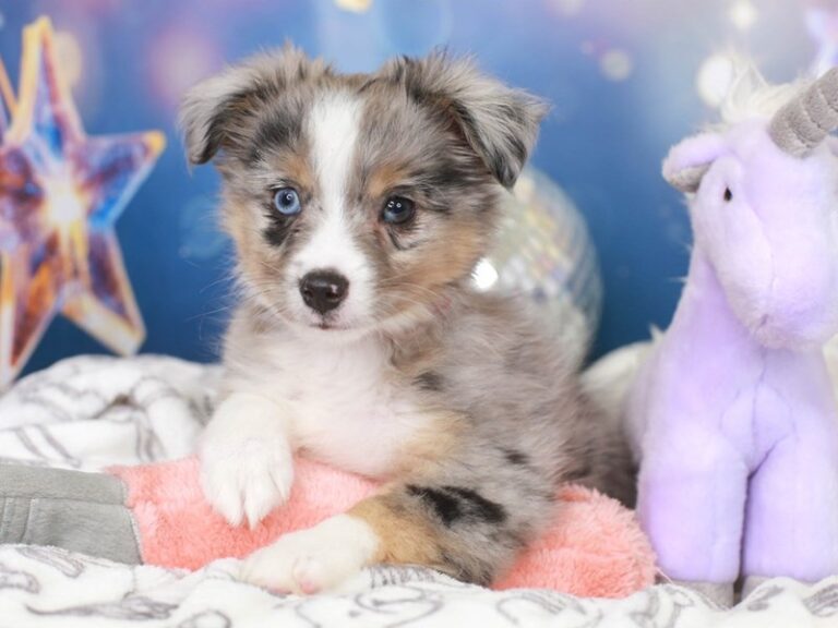 Mini Aussie