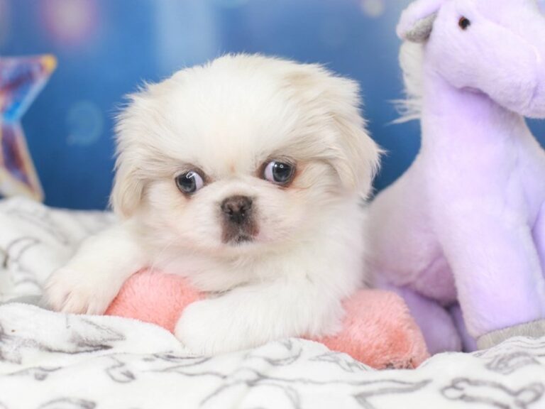 Pekingese