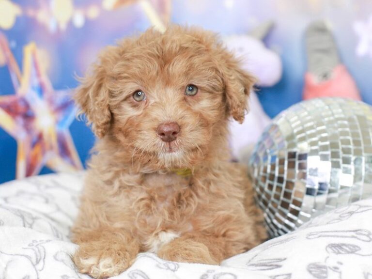 Mini Australian Labradoodle