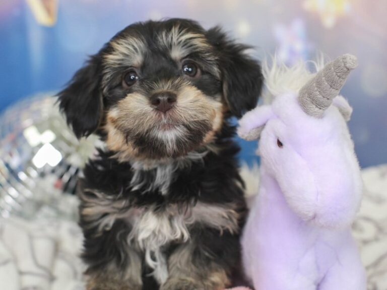 Havanese