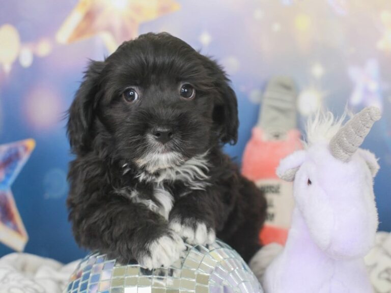 Havanese