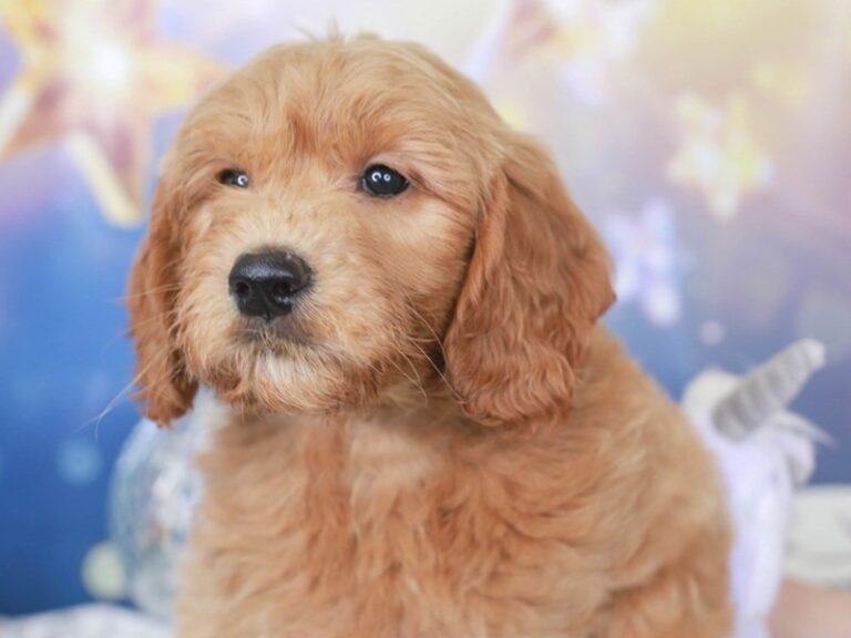 Mini Goldendoodle