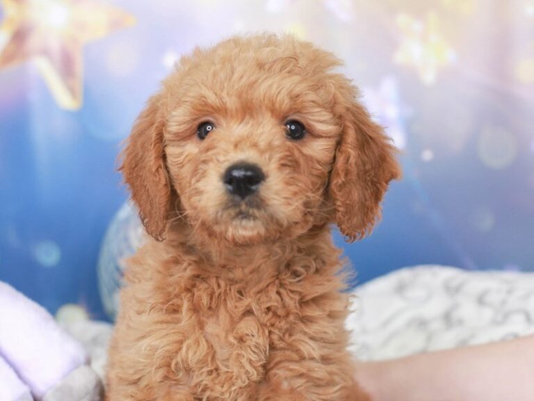 Mini Goldendoodle