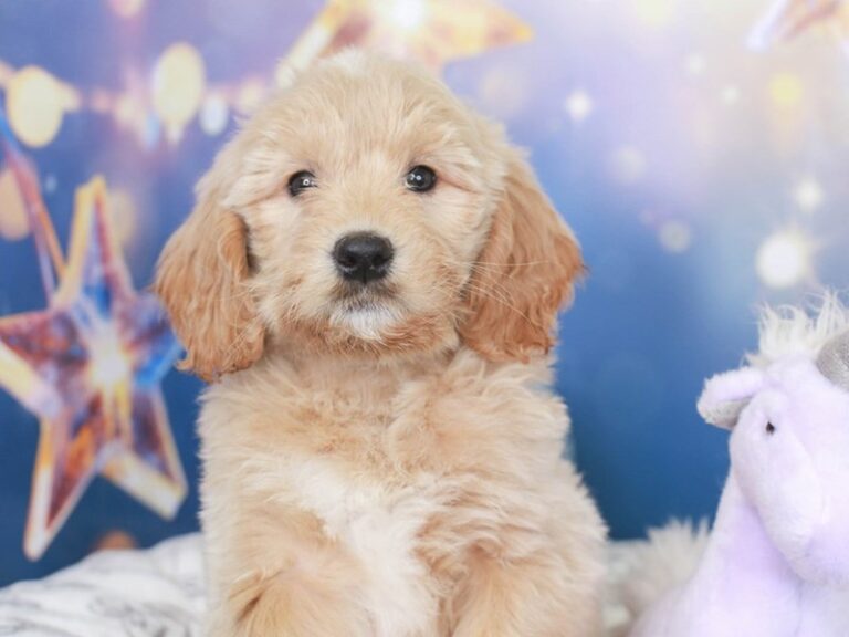 Mini Goldendoodle
