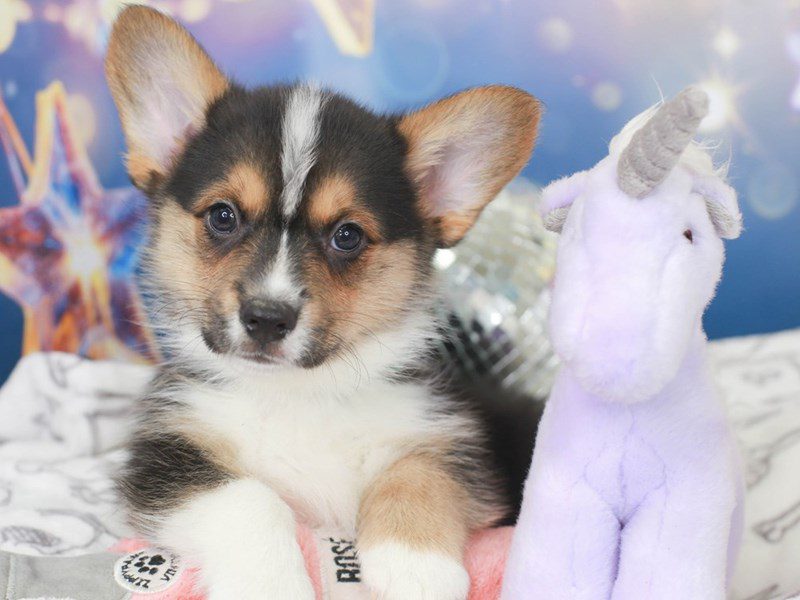 Cardigan Welsh Corgi-Male-TRI-3444556-Animal Kingdom | Puppies N Love