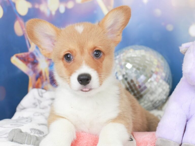 Pembroke Welsh Corgi