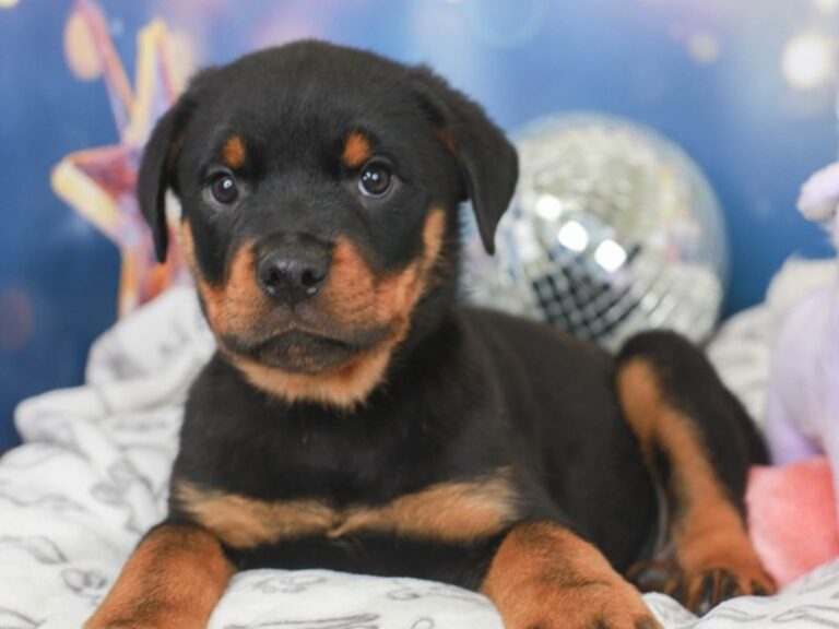 Rottweiler