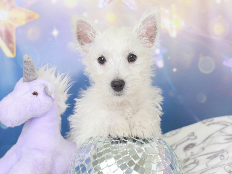 West Highland Terrier-Male-white-3444970-Animal Kingdom | Puppies N Love