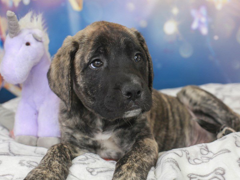 English Mastiff-Male-BRINDLE-3444984-Animal Kingdom | Puppies N Love