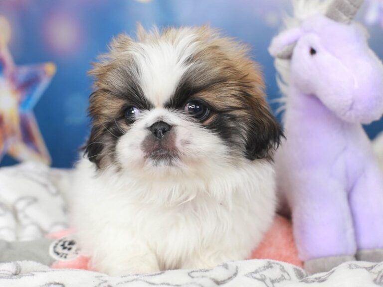 Pekingese