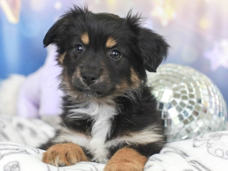 Mini Aussie