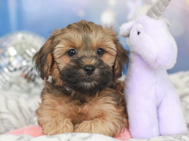 Lhasa Poo
