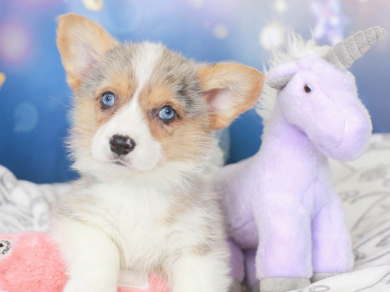 Cardigan Welsh Corgi DOG Female BLUE MERLE 3444558 Animal Kingdom Puppies N Love
