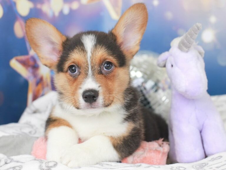 Pembroke Welsh Corgi