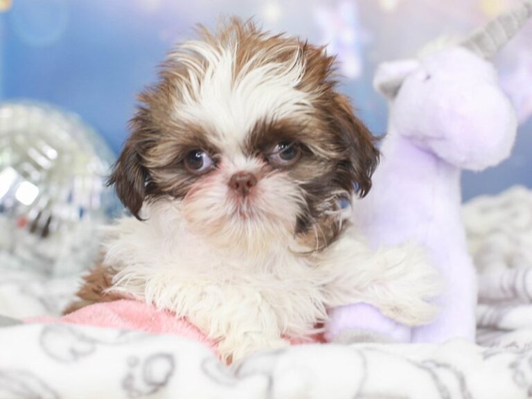 Shih Tzu