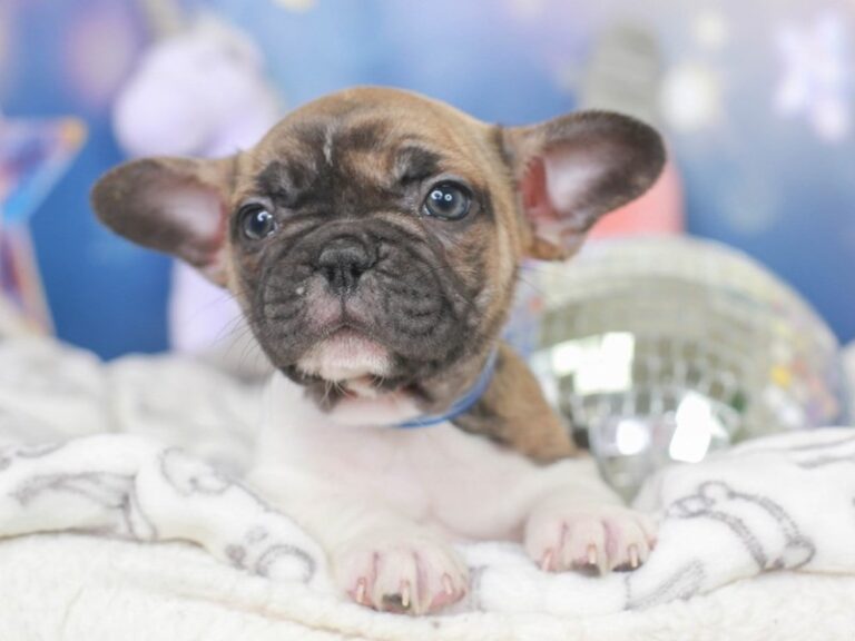 French Bulldog