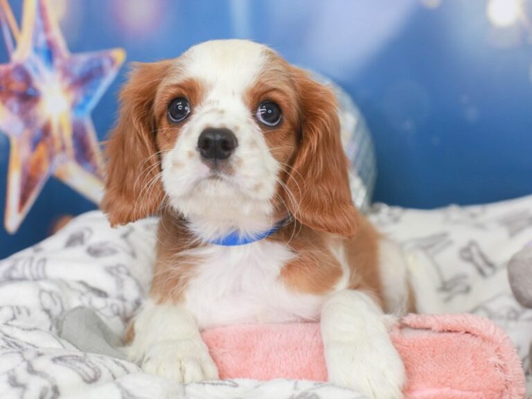 Cavalier King Charles
