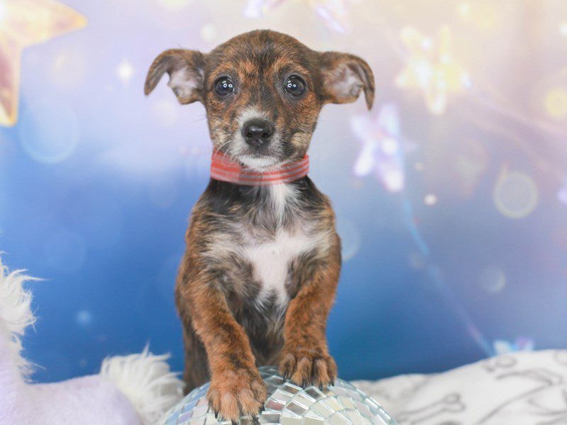 Chorkie-Female-brdl-3444966-Animal Kingdom | Puppies N Love