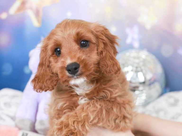 Cavapoo