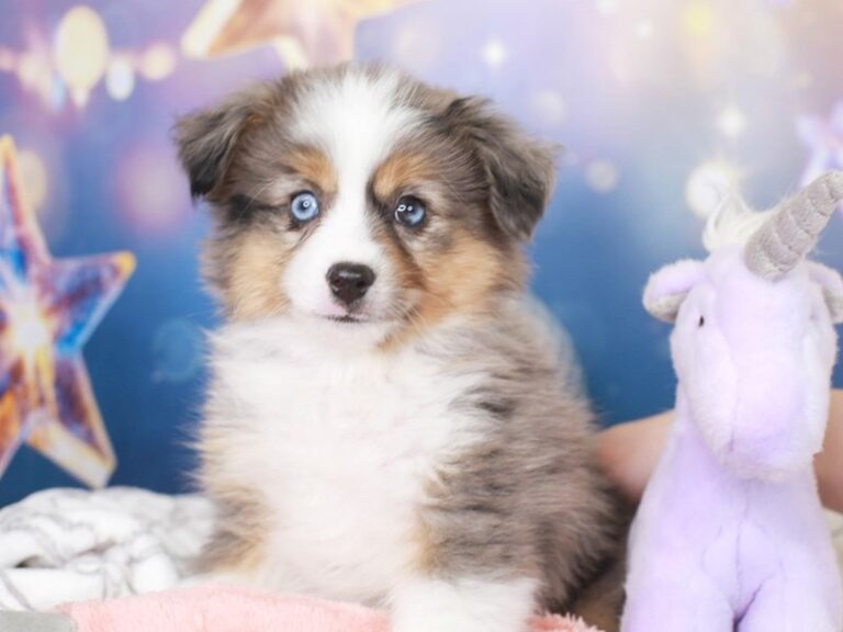 Mini Aussie
