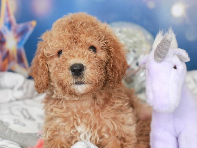 Mini Goldendoodle