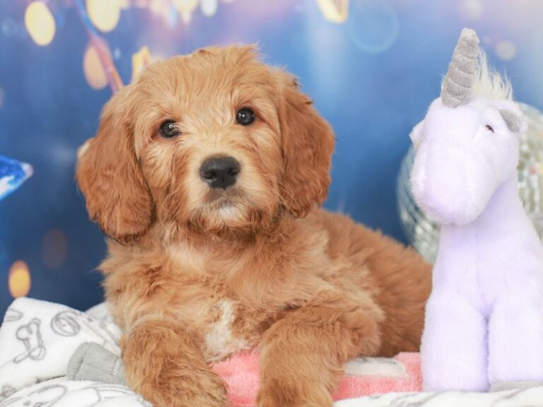 Mini Goldendoodle