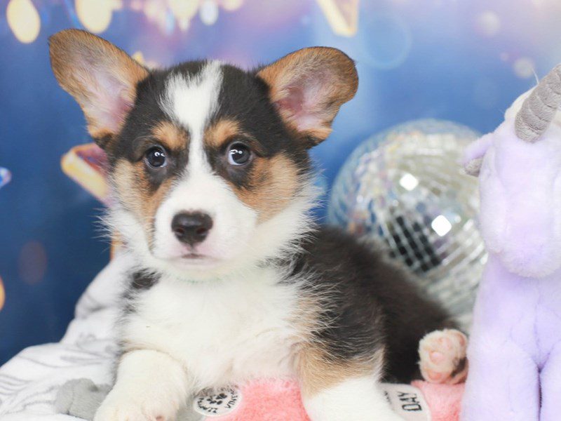 Cardigan Welsh Corgi-Male-TRI-3444557-Animal Kingdom | Puppies N Love