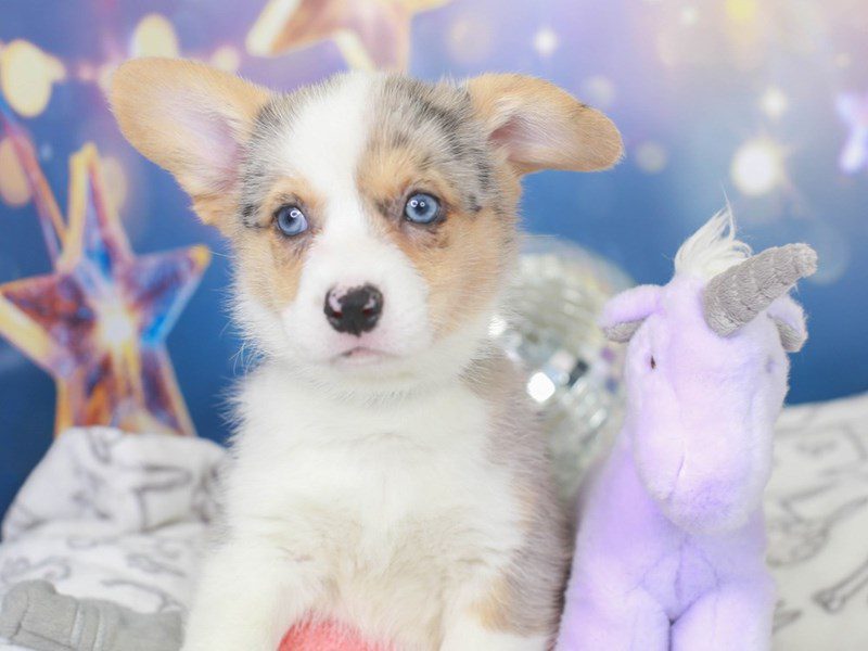 Cardigan Welsh Corgi-Female-BLUE MERLE-3444559-Animal Kingdom | Puppies N Love