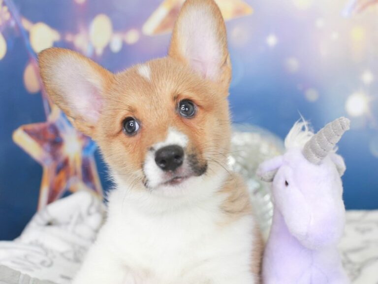 Pembroke Welsh Corgi