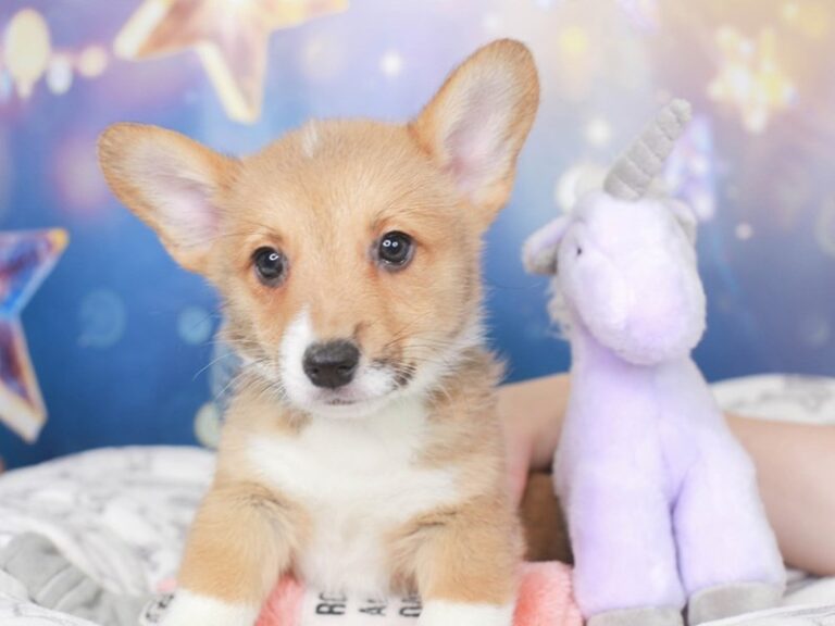 Pembroke Welsh Corgi