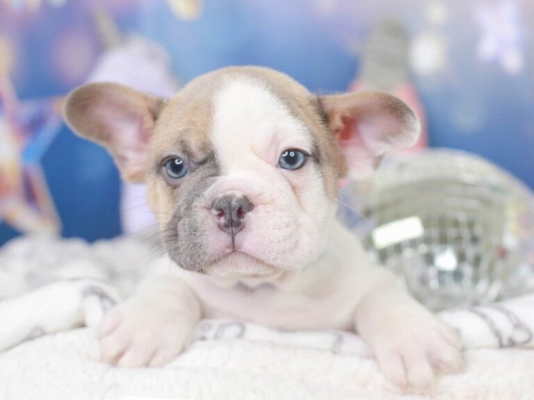 French Bulldog