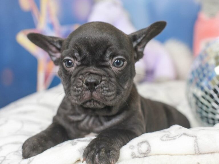 French Bulldog