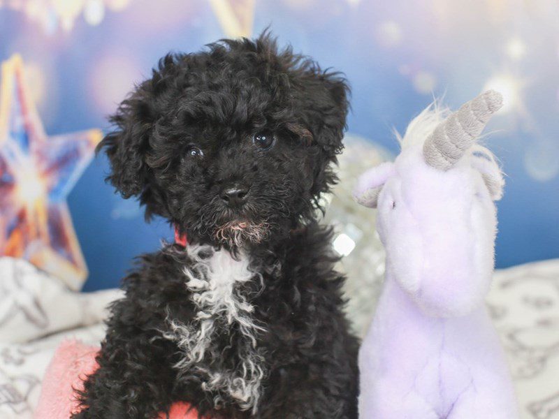 Coton Poo-Female-blk-3444526-Animal Kingdom | Puppies N Love