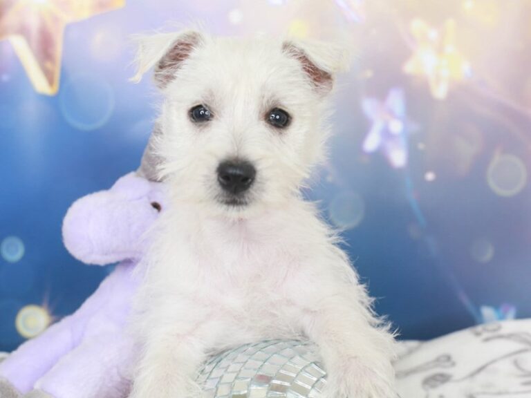 West Highland Terrier