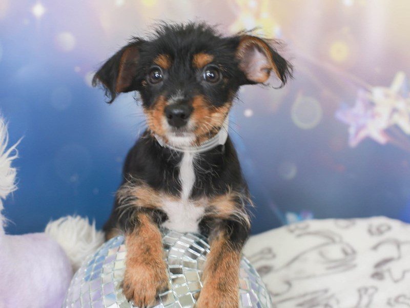 Chorkie-Male-blk & tn-3444965-Animal Kingdom | Puppies N Love