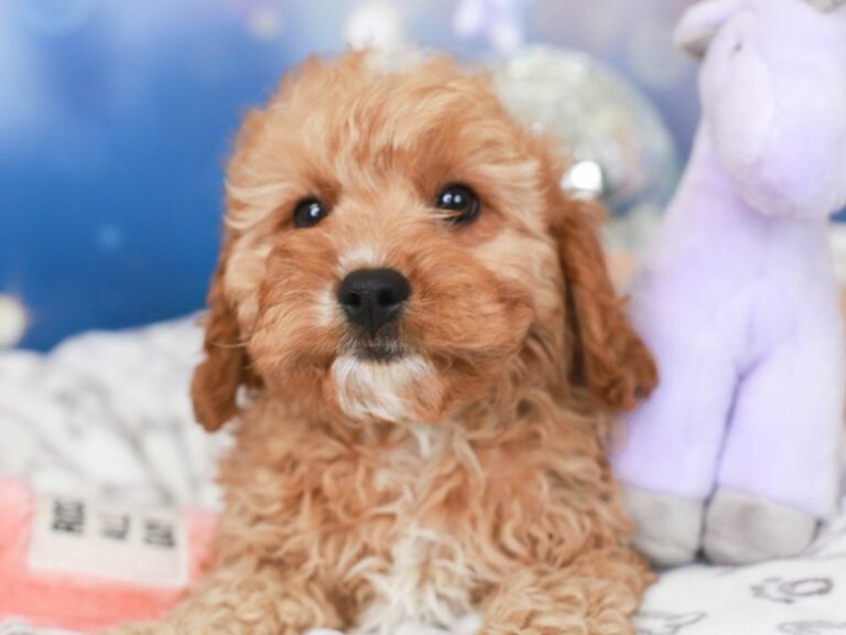 Cavapoo