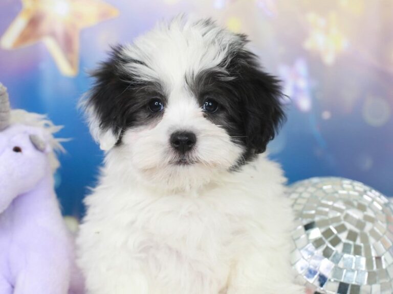 Coton De Tulear