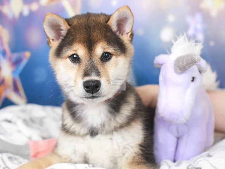 Shiba Inu